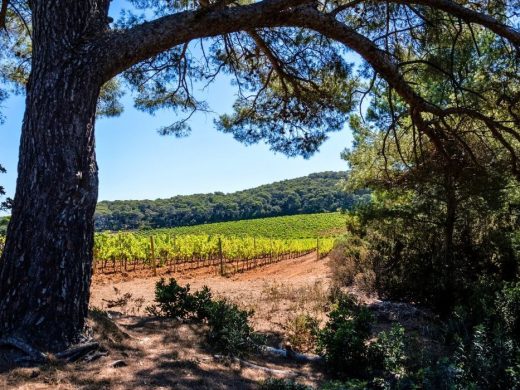 Séjour en Camping près de l’Île de Porquerolles